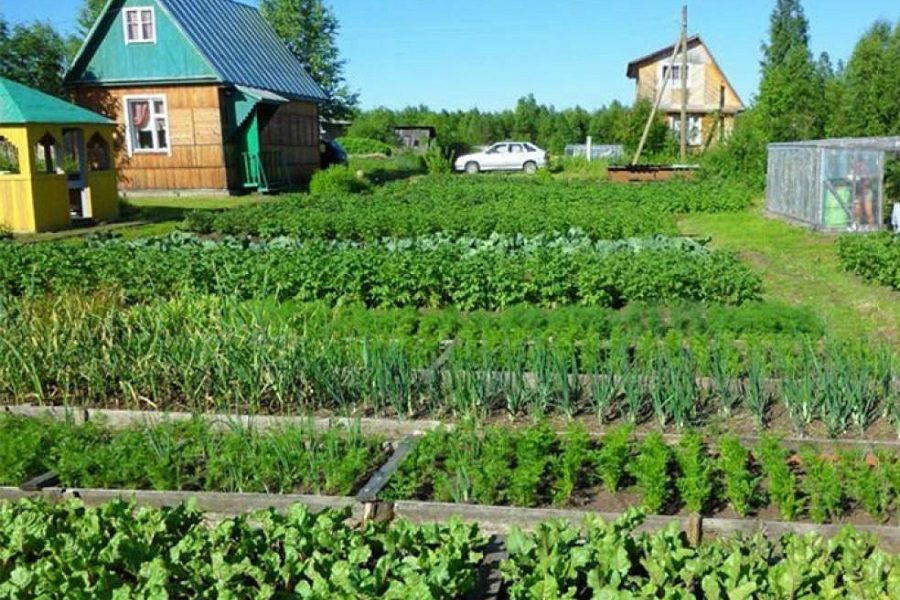 Сниму огород на лето. Фото запрещенных растений на даче.